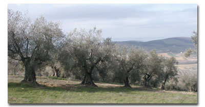 Il nostro uliveto